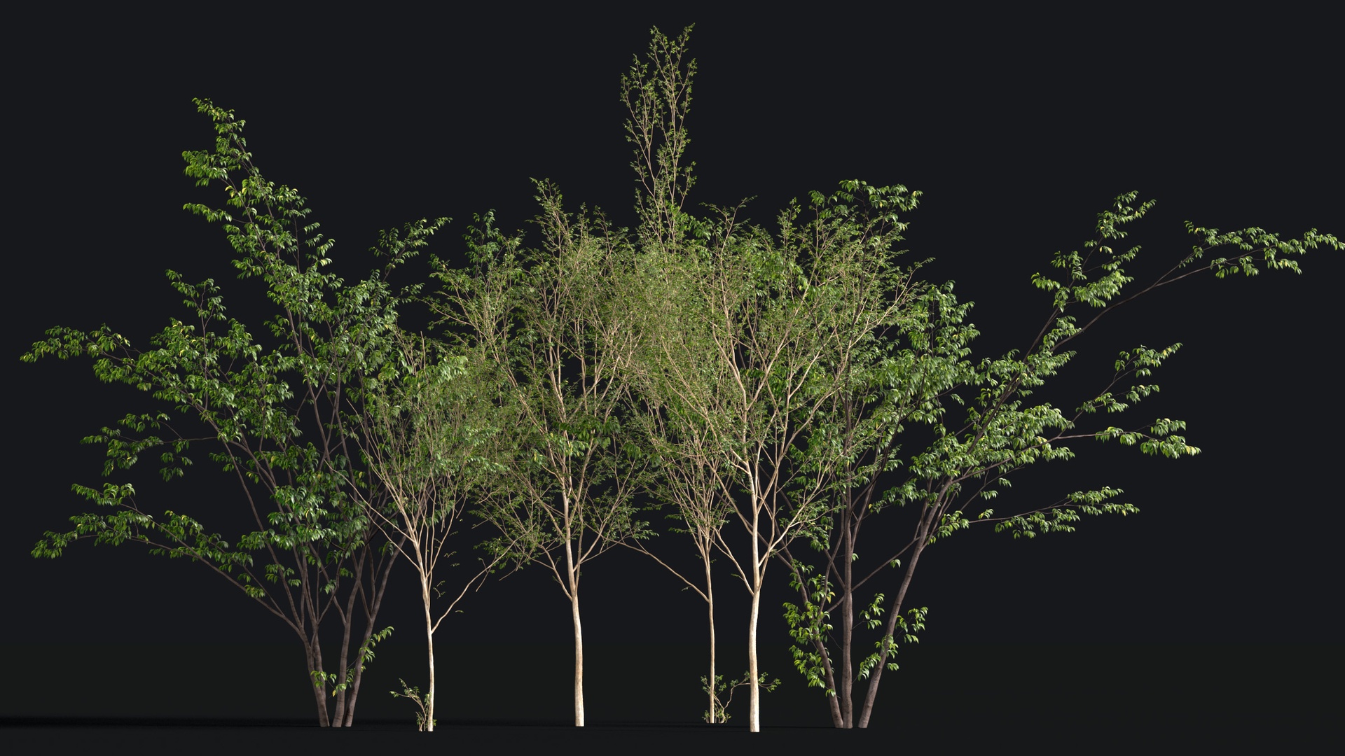 Media 1 for listing Japanese Small Tree 11