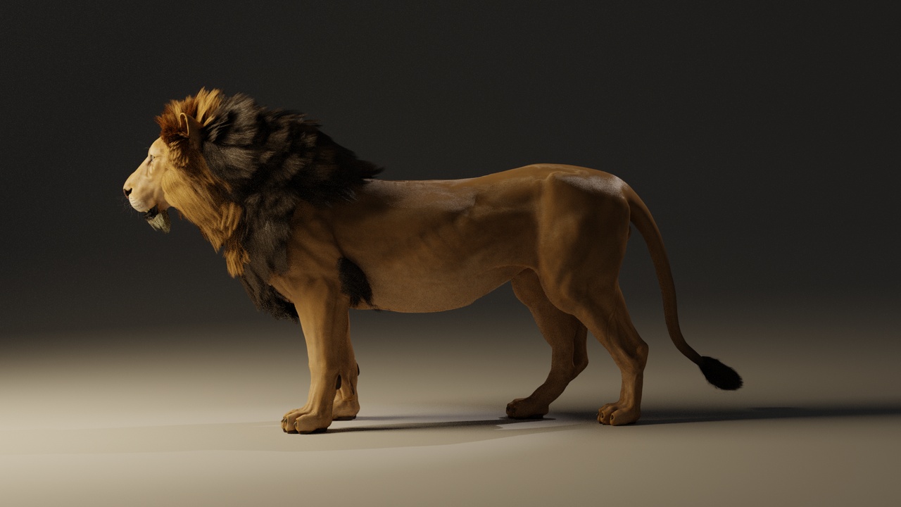 Media 1 for listing lion