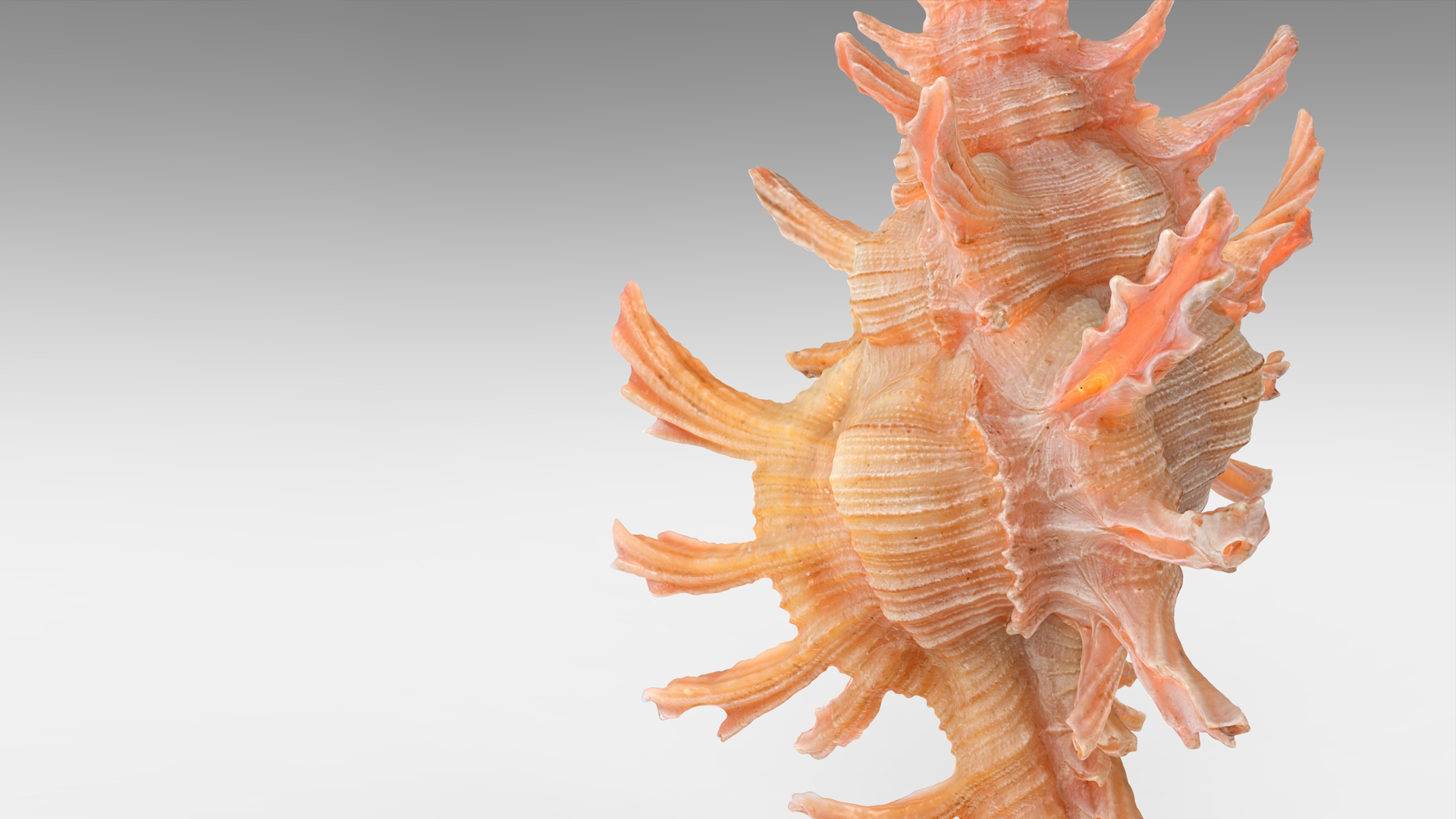 Chicoreus aculeatus Sea Shell | Fab