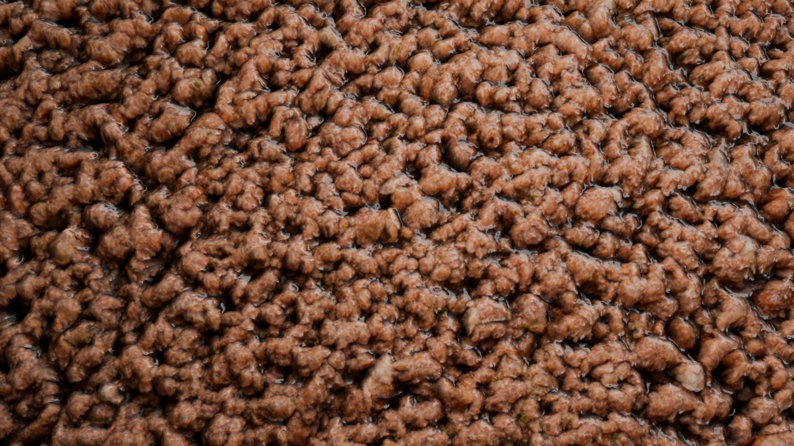 Media 1 for listing Minced Meat PBR Texture