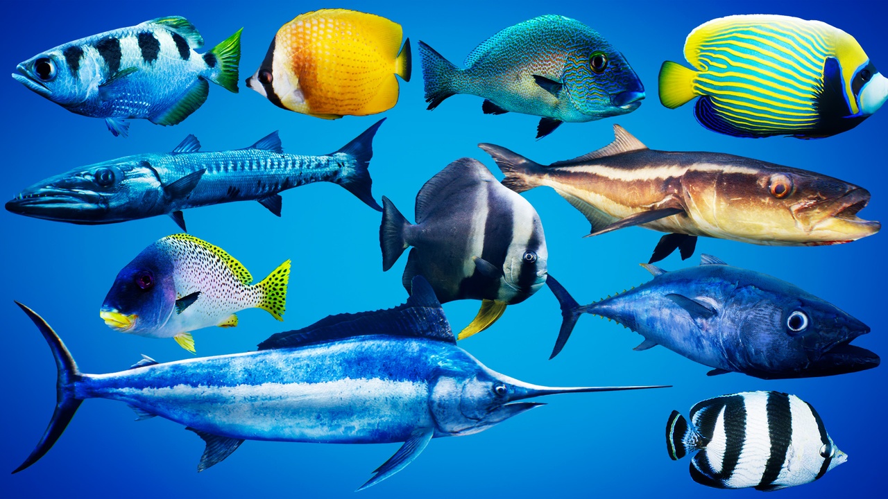 Fish for Fish School System 제품 등록을 위한 미디어 1개