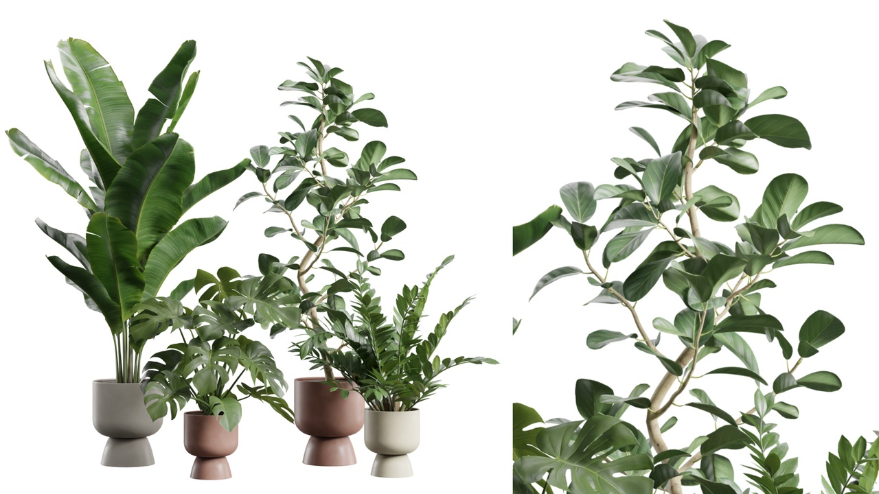 Media 1 for listing Indoor Plants Pack 111
