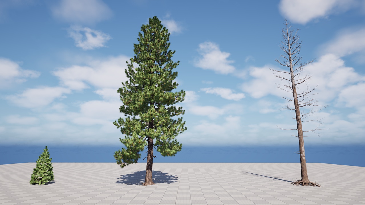 Media 1 for listing Ponderosa Pine (Pinus Ponderosa)