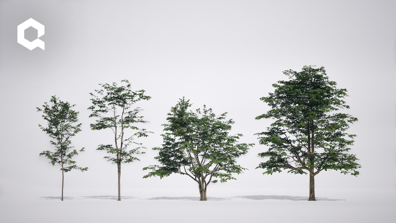 Media 1 for listing Megaplants: European Hornbeam