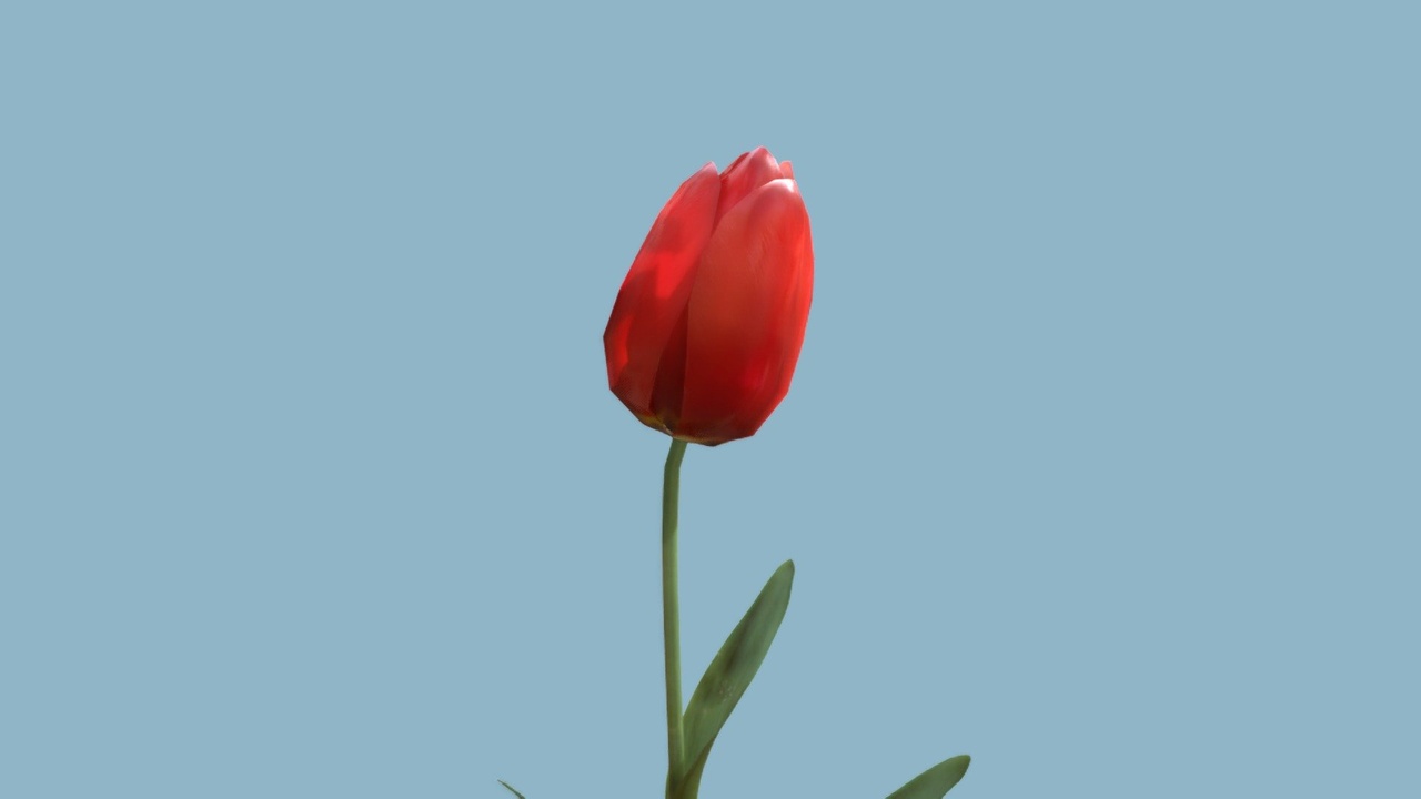 Media 1 for listing Animated blooming Tulip