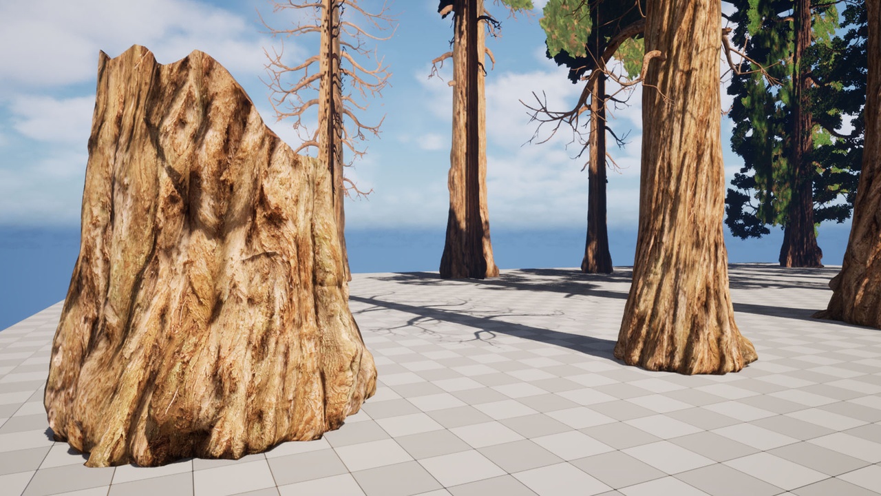 Media 1 for listing Giant Sequoia Tree Pack (Sequoiadendron giganteum)