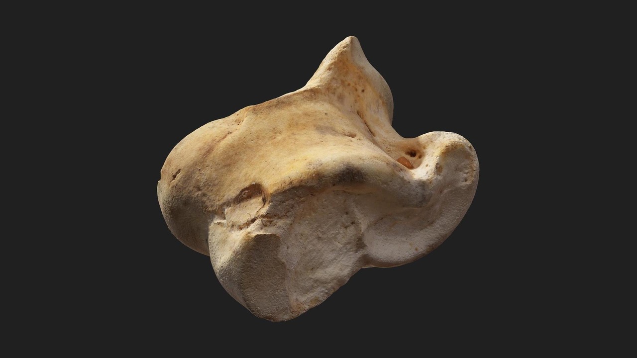 Media 1 for listing Knucklebone