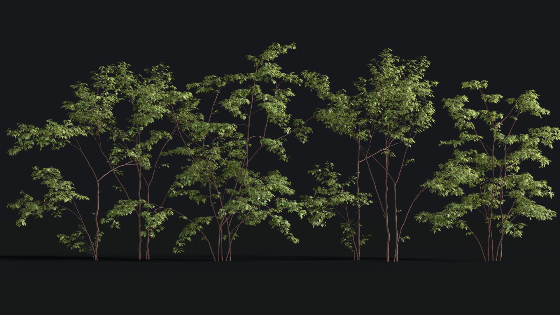Media 1 for listing Japanese Small Tree 14