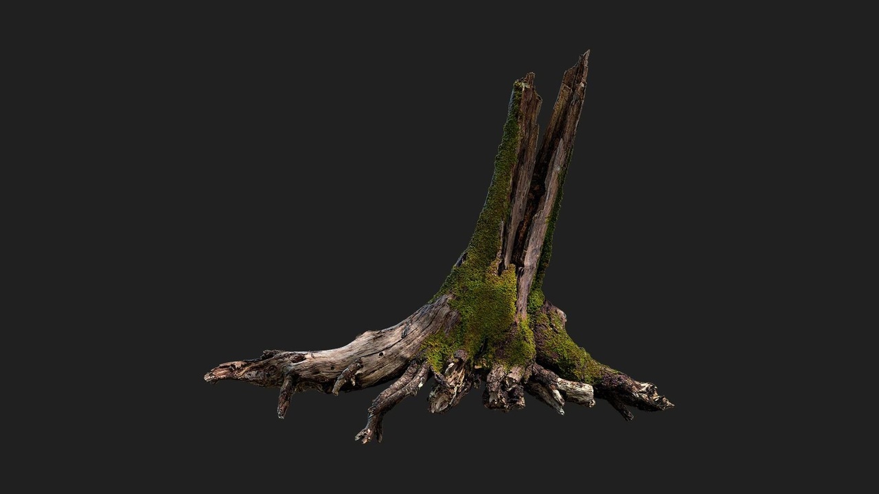 Media 1 for listing Broken Stump