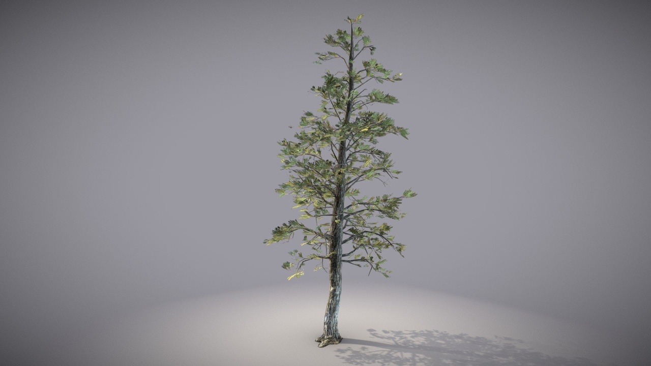 Media 1 for listing Ponderosa Pine
