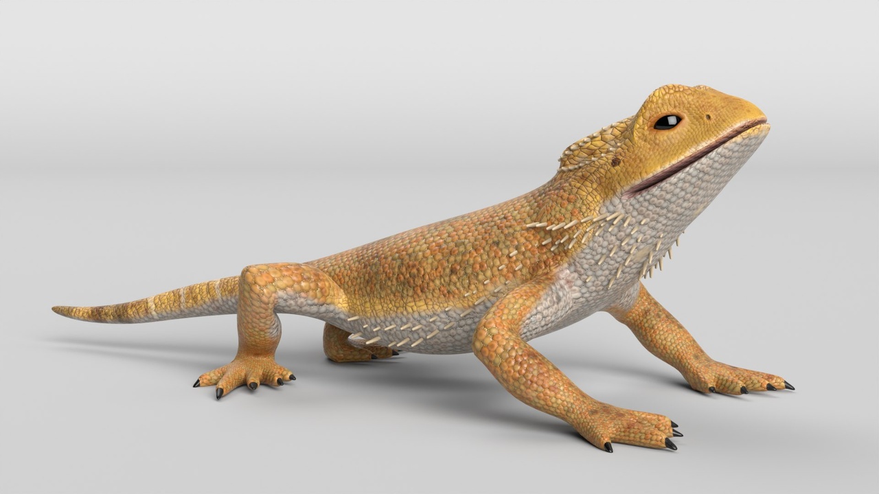 Media 1 for listing Bearded Dragon Lizard