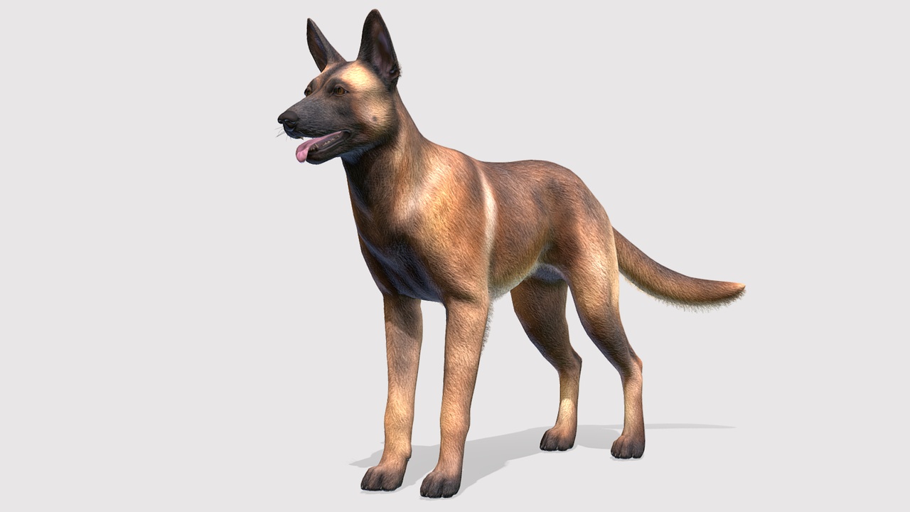 Media 1 for listing Dog - Belgian Malinois