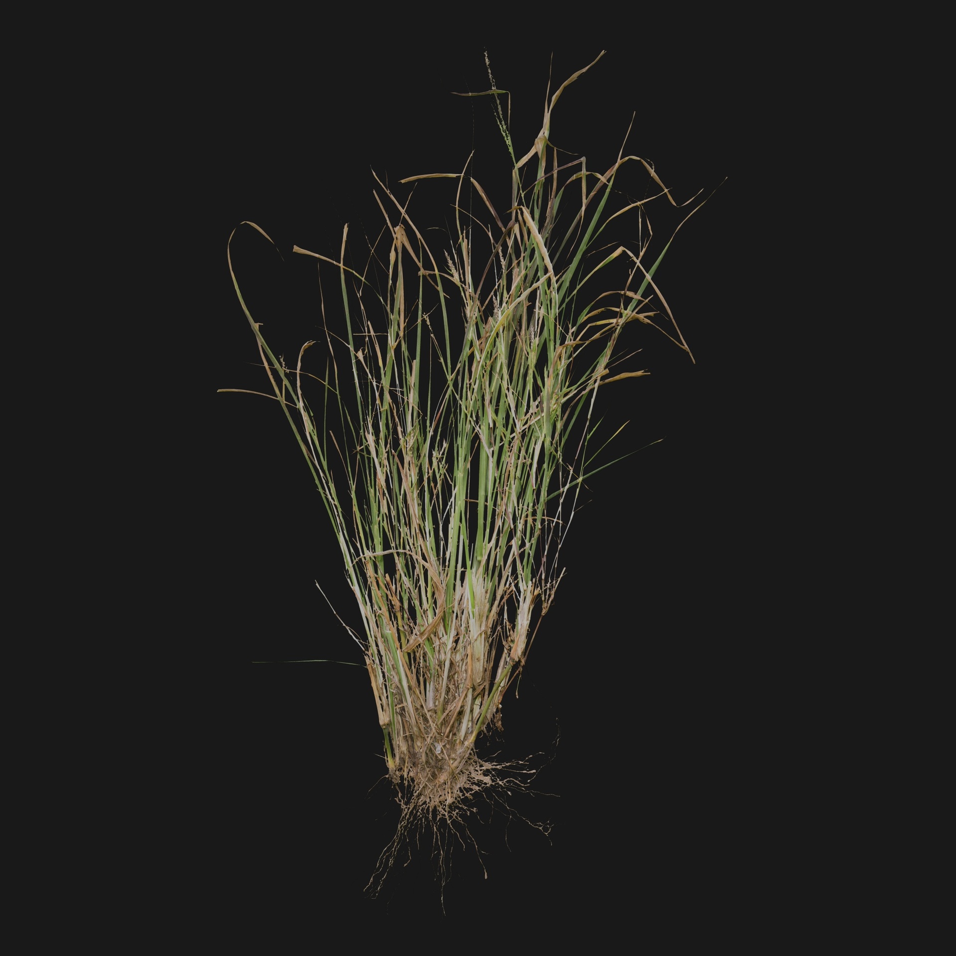 Media 1 for listing Graminea 05