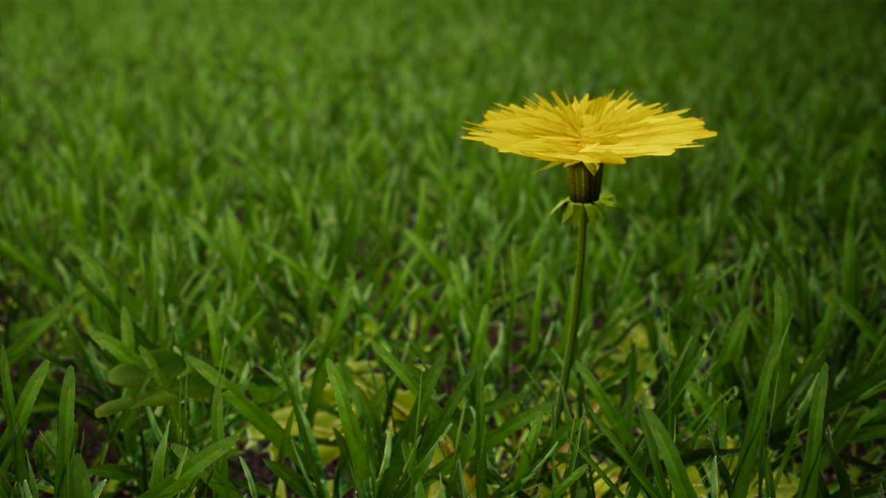 Media 1 for listing Pro Grass