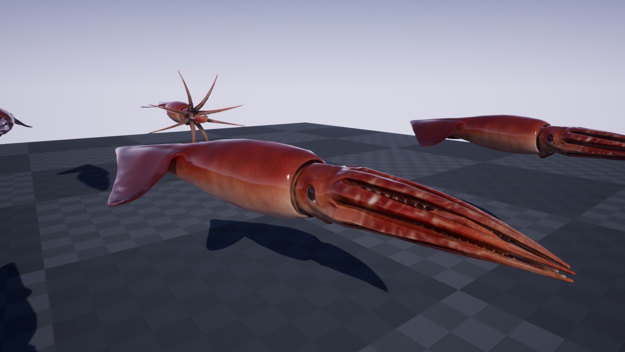 Media 1 for listing OCEAN LIFE: HUMBOLDT SQUID