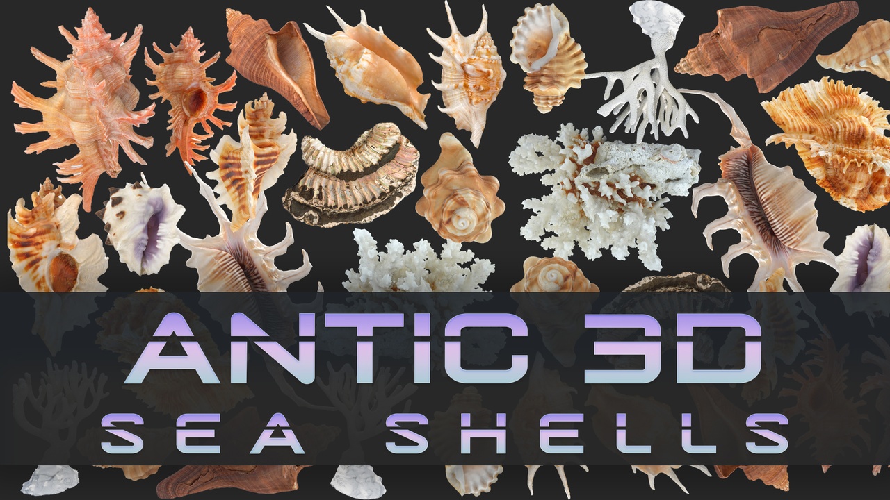 Media 1 for listing Sea Shell Set 2