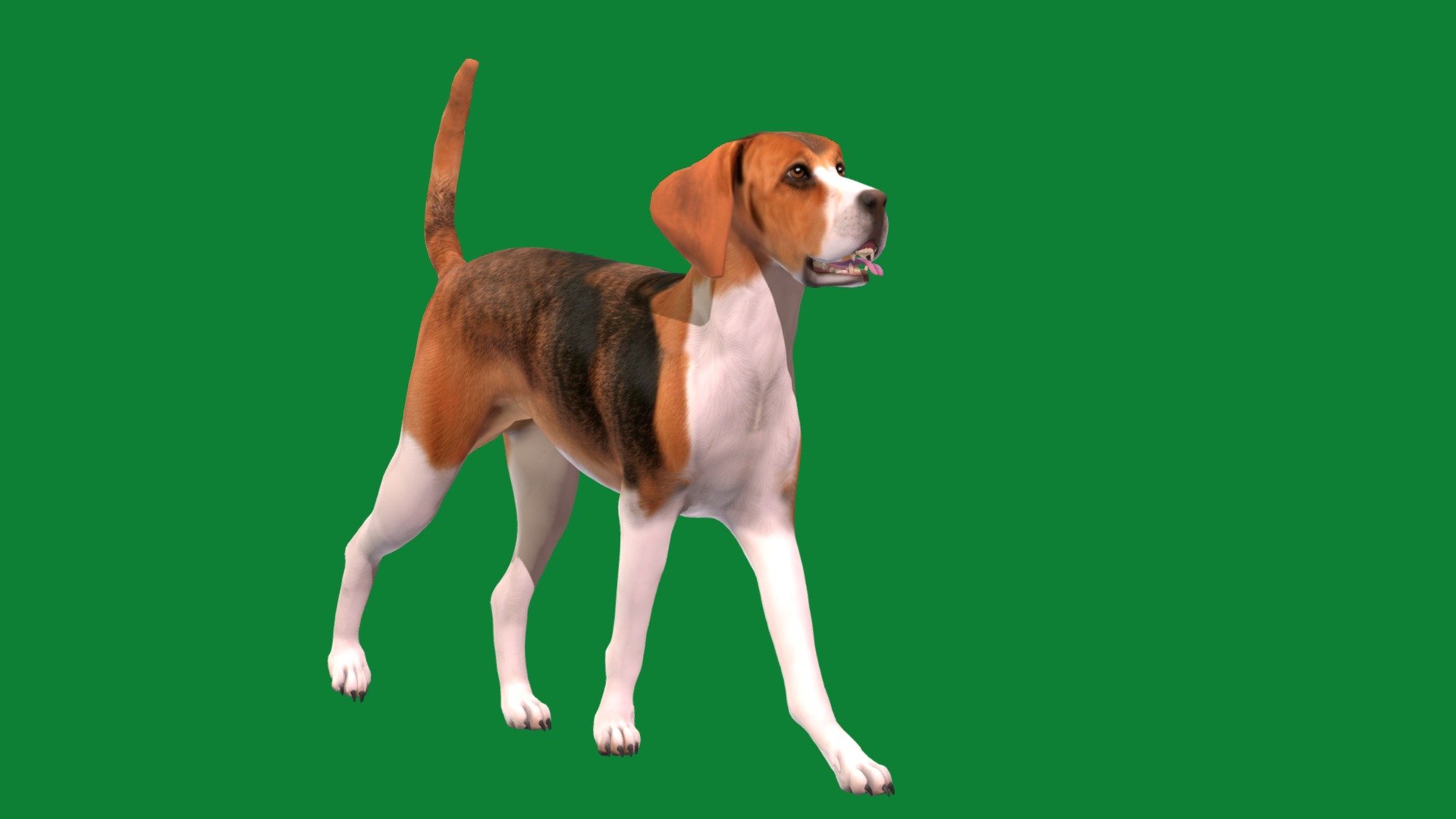 English Foxhound Dog (Game Ready) | Fab