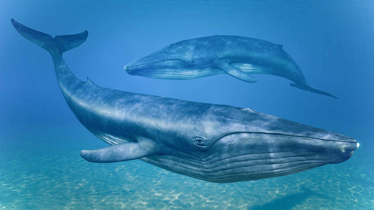 Media 1 for listing Blue Whale