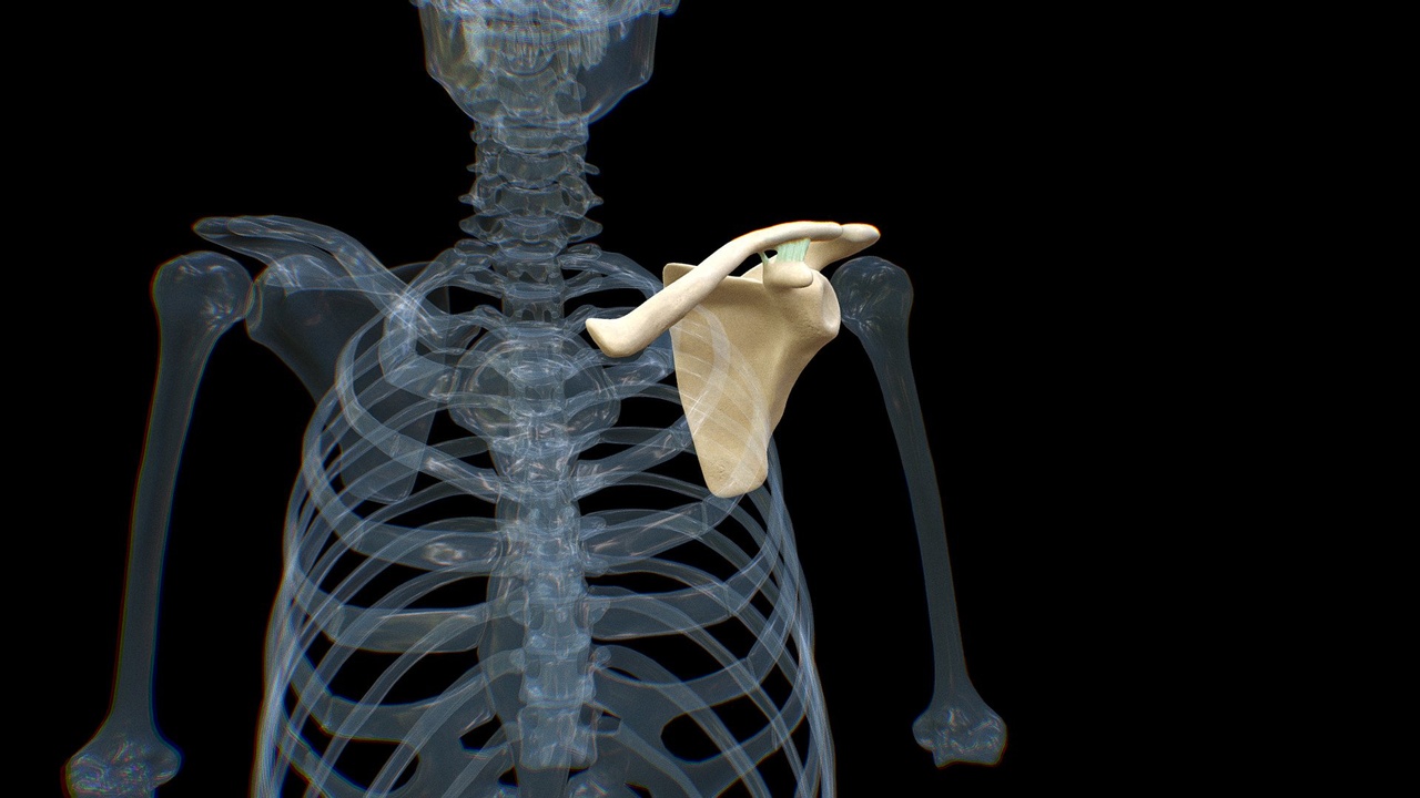Media 1 for listing Coraco Clavicular Ligament