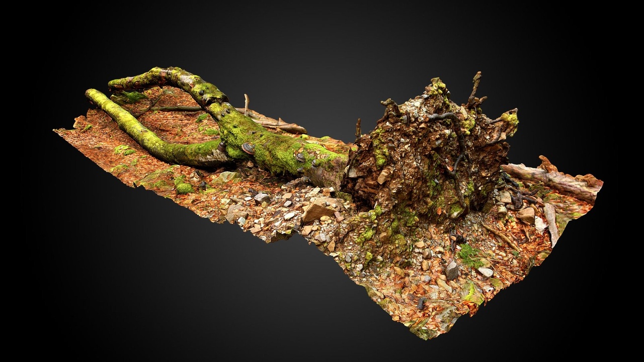 Media 1 for listing Dead beech (Fagus sylvatica)