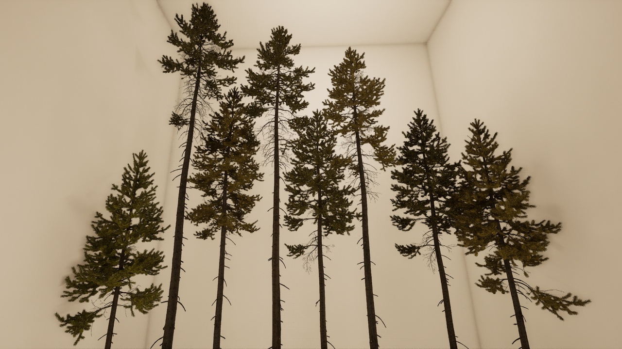 Media 1 for listing Noble Fir - Full Geometry