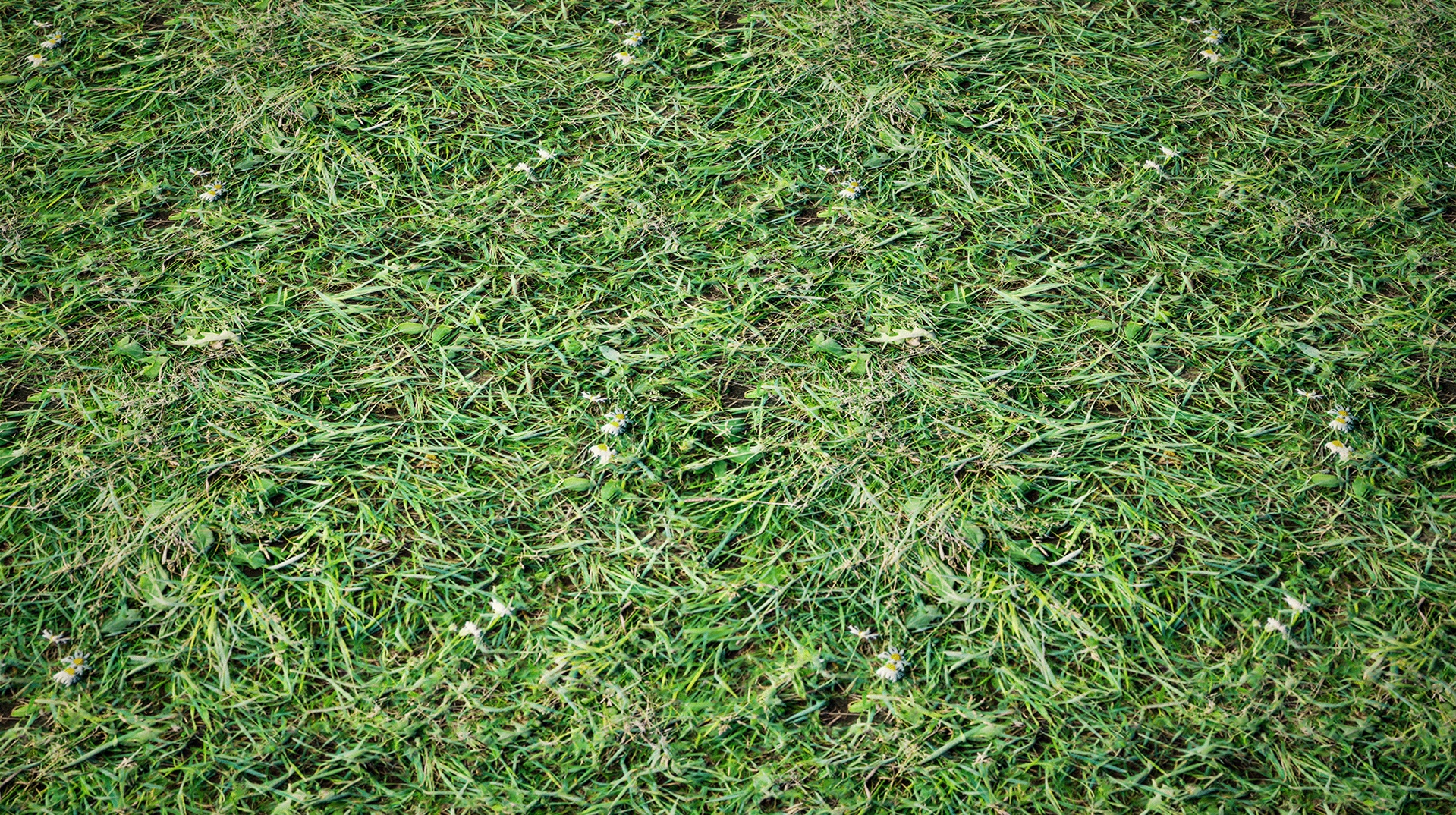 Media 1 for listing Grassy Meadow Ground 05 – Photo Scanned Seamless Material