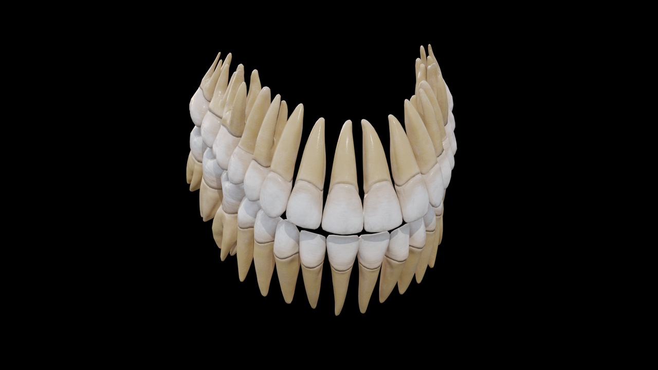 Media 1 for listing Human Teeth Anatomy 3D Model – Complete Dental Structure
