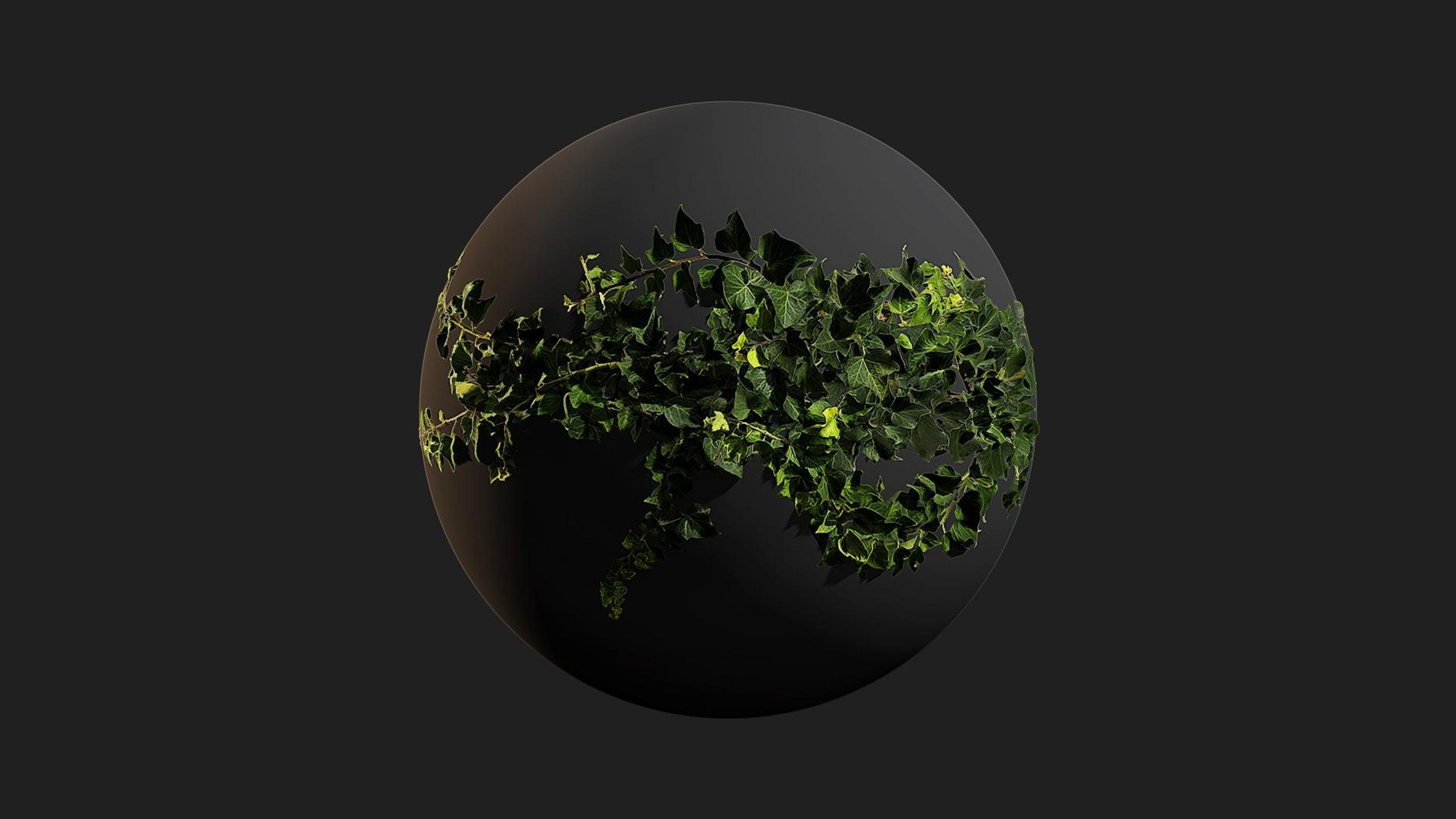 Media 1 for listing Ivy