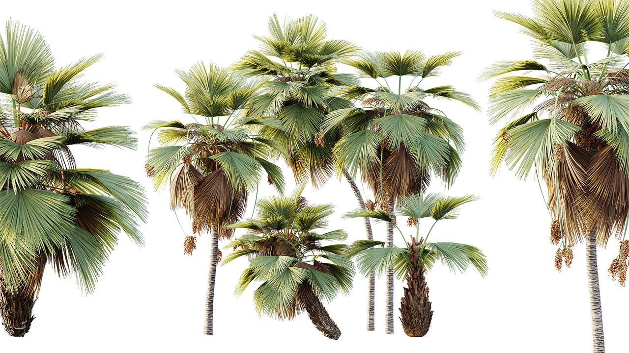 Media 1 for listing AV Plant Pritchardia Pacifica Palm Tree 03