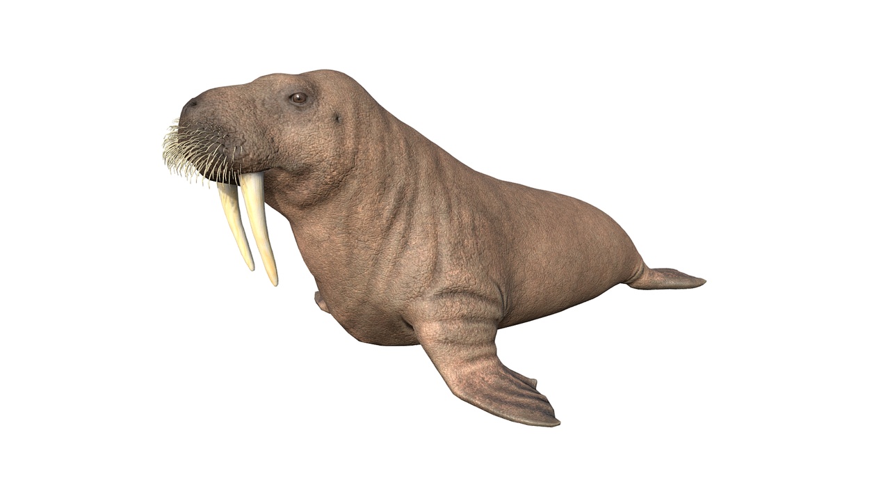 Media 1 for listing Walrus