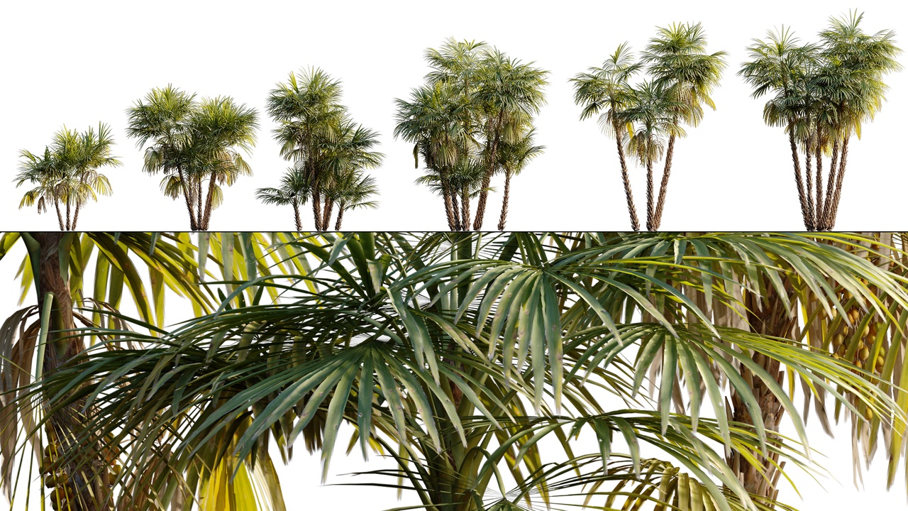 Media 1 for listing Acoelorrhaphe wrightii - Paurotis palm - Everglades palm