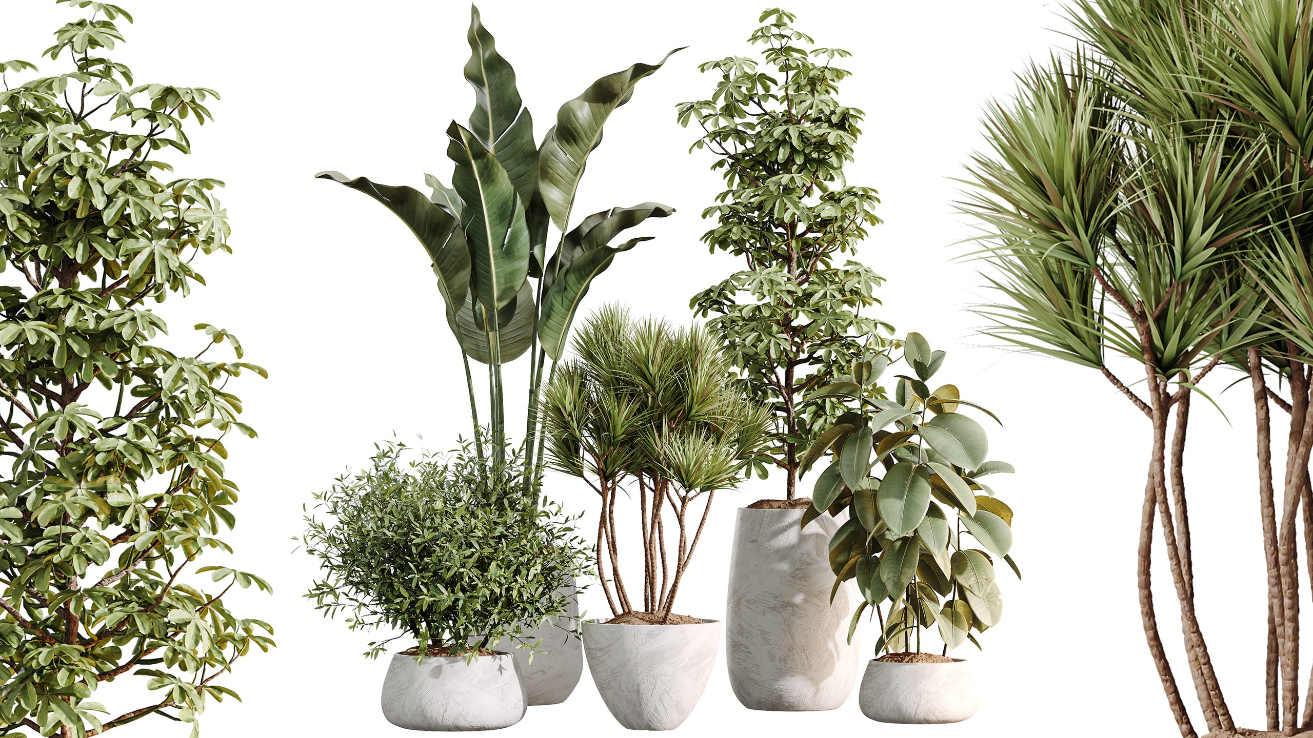 Media 1 for listing AV Indoor Plants Set 485 Ficus Olive Eucalyptus Yucca Bird Of ParadiseBird