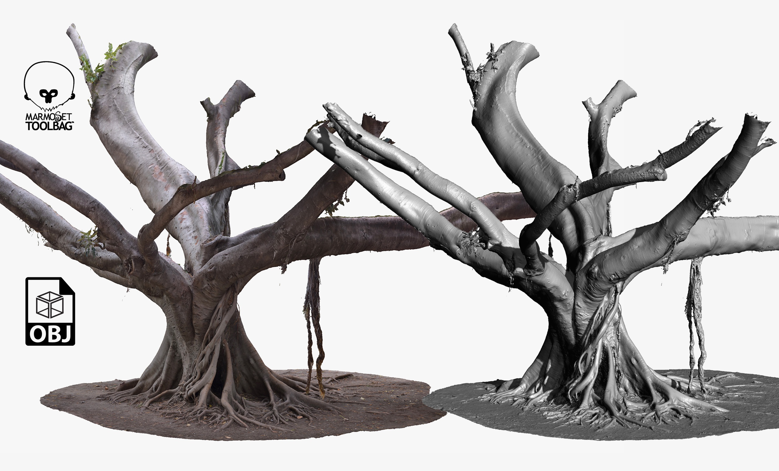 Media 1 for listing Giant Ficus Tree #3 RAW 3D Scan 3x16k Textures OBJ
