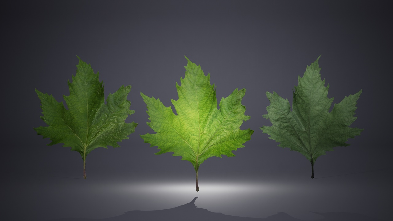 Media 1 for listing Leaf Pack