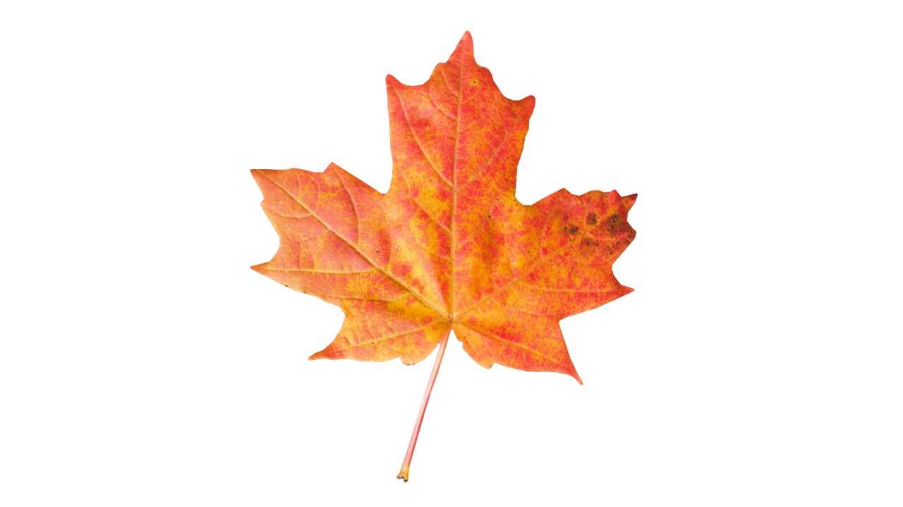 Media 1 for listing Autumn Leaf 3D Model