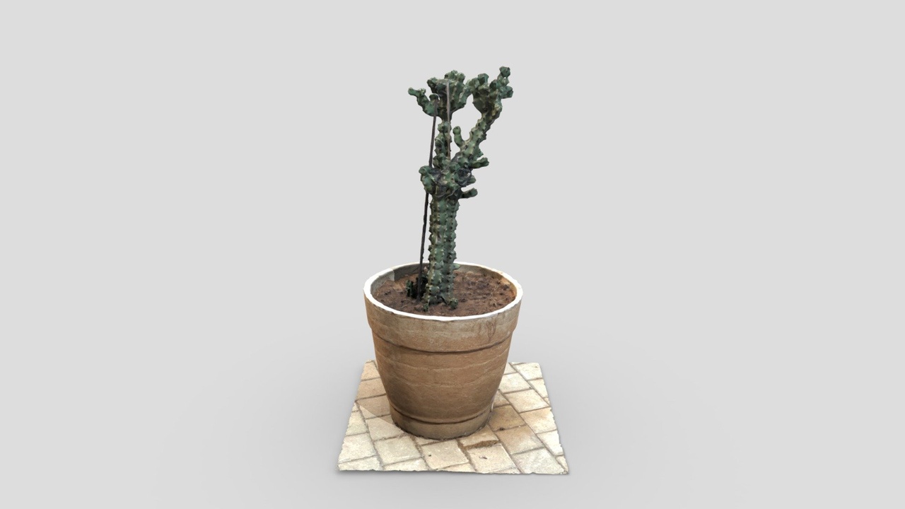 Media 1 for listing Cactus Pot