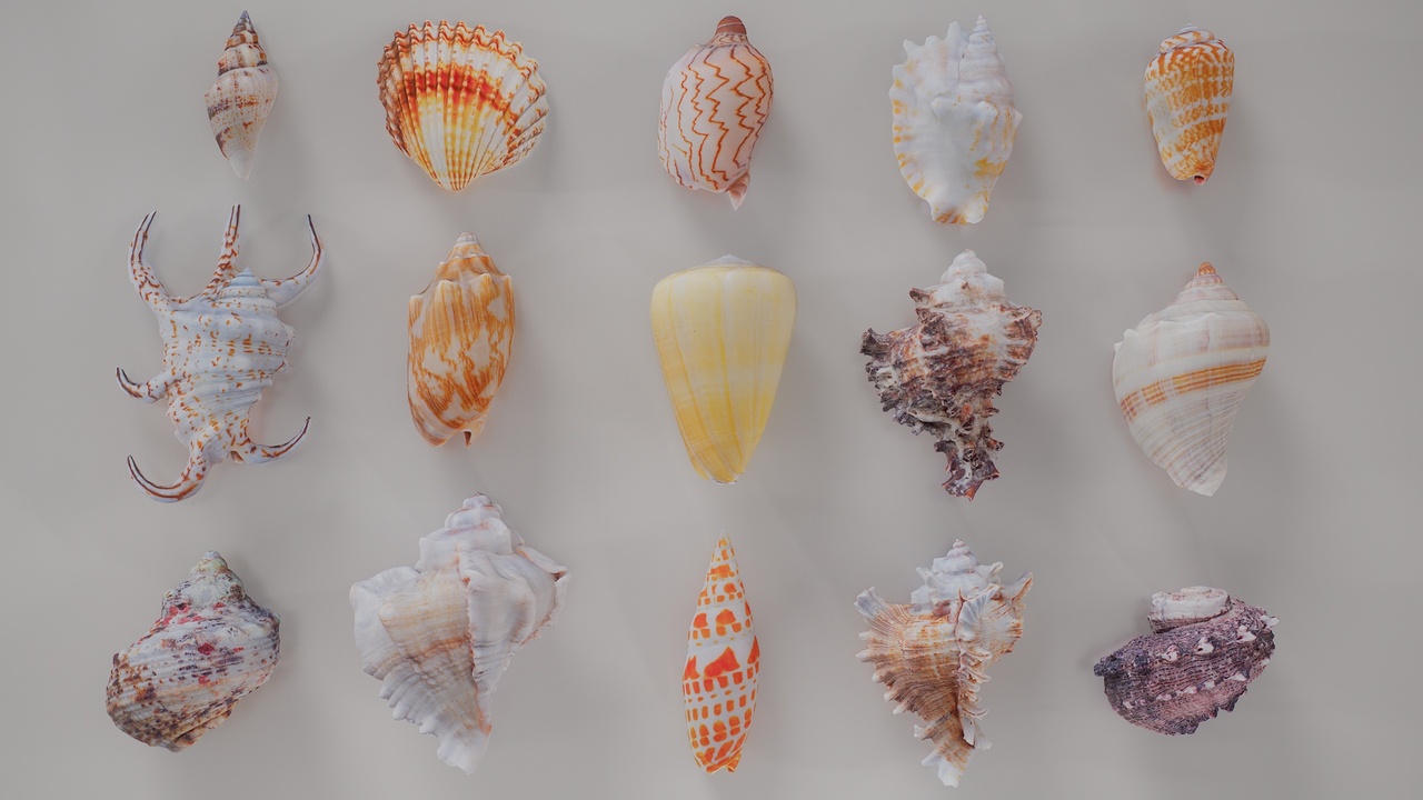 Media 1 for listing 15 3D Scanned Shell Collection 3
