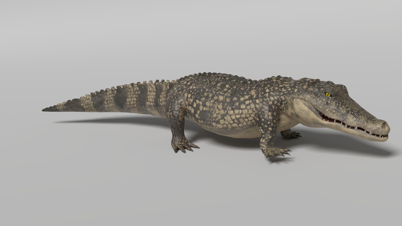 Media 1 for listing Crocodile Animated