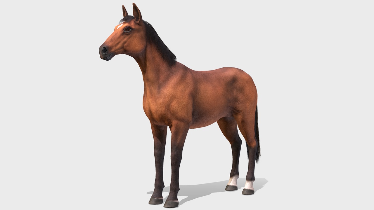 File multimediali per l'articolo Horse: 1