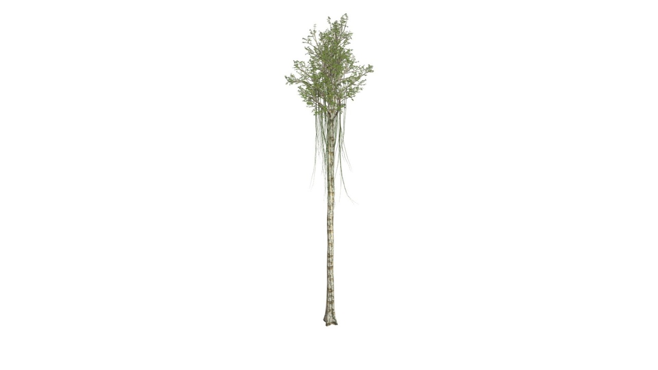 Agarwood Tree #08 | Fab