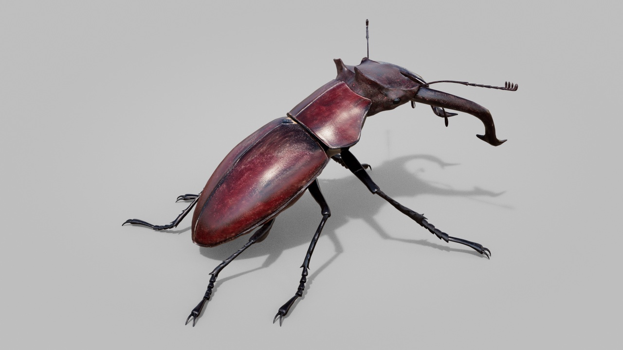 Media 1 for listing stag beetle