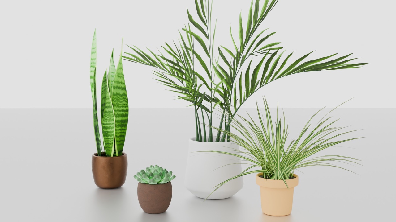 Media 1 for listing Indoor plants for decoration