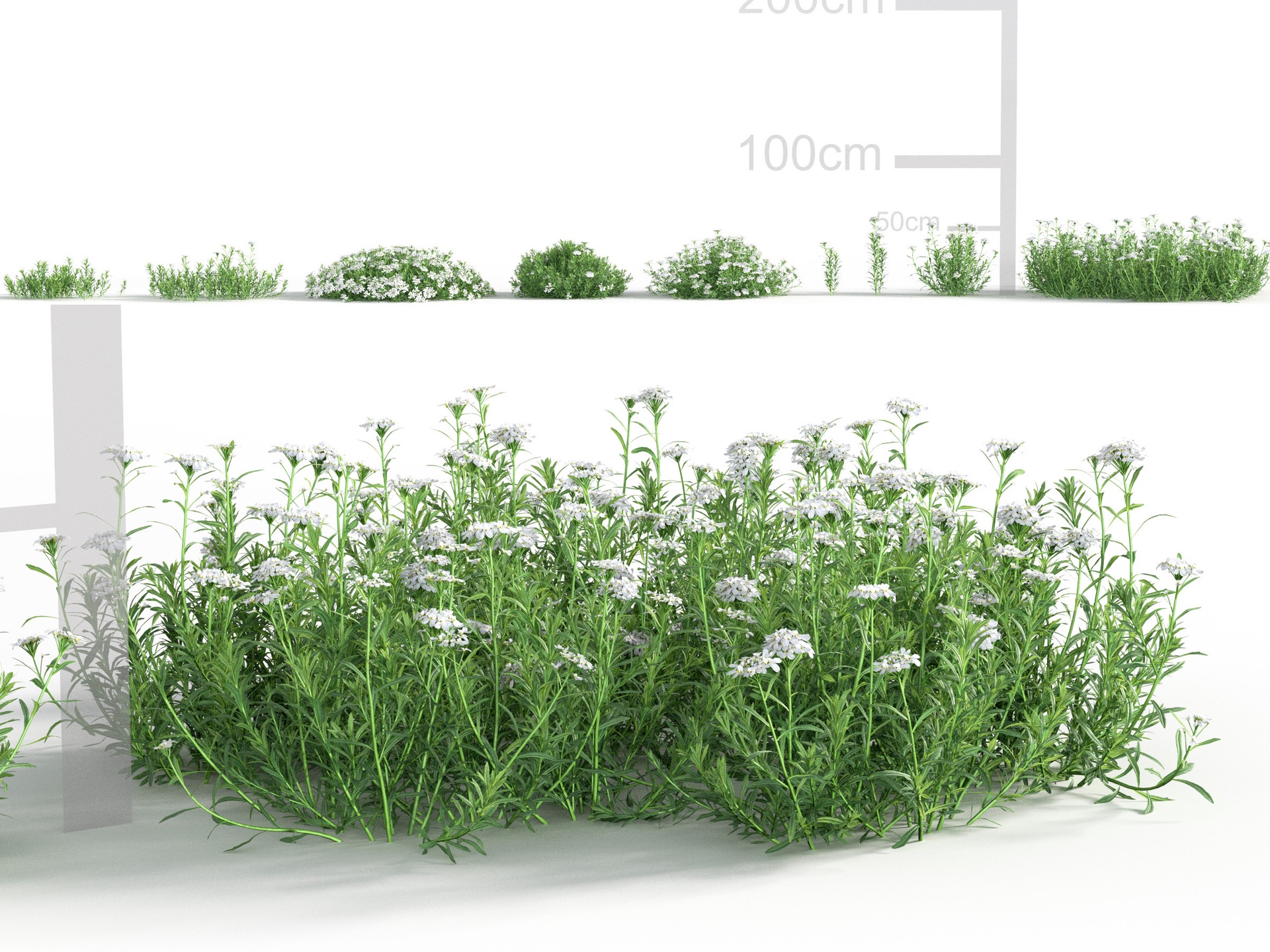 Media 1 for listing Iberis sempervirens - Evergreen candytuft