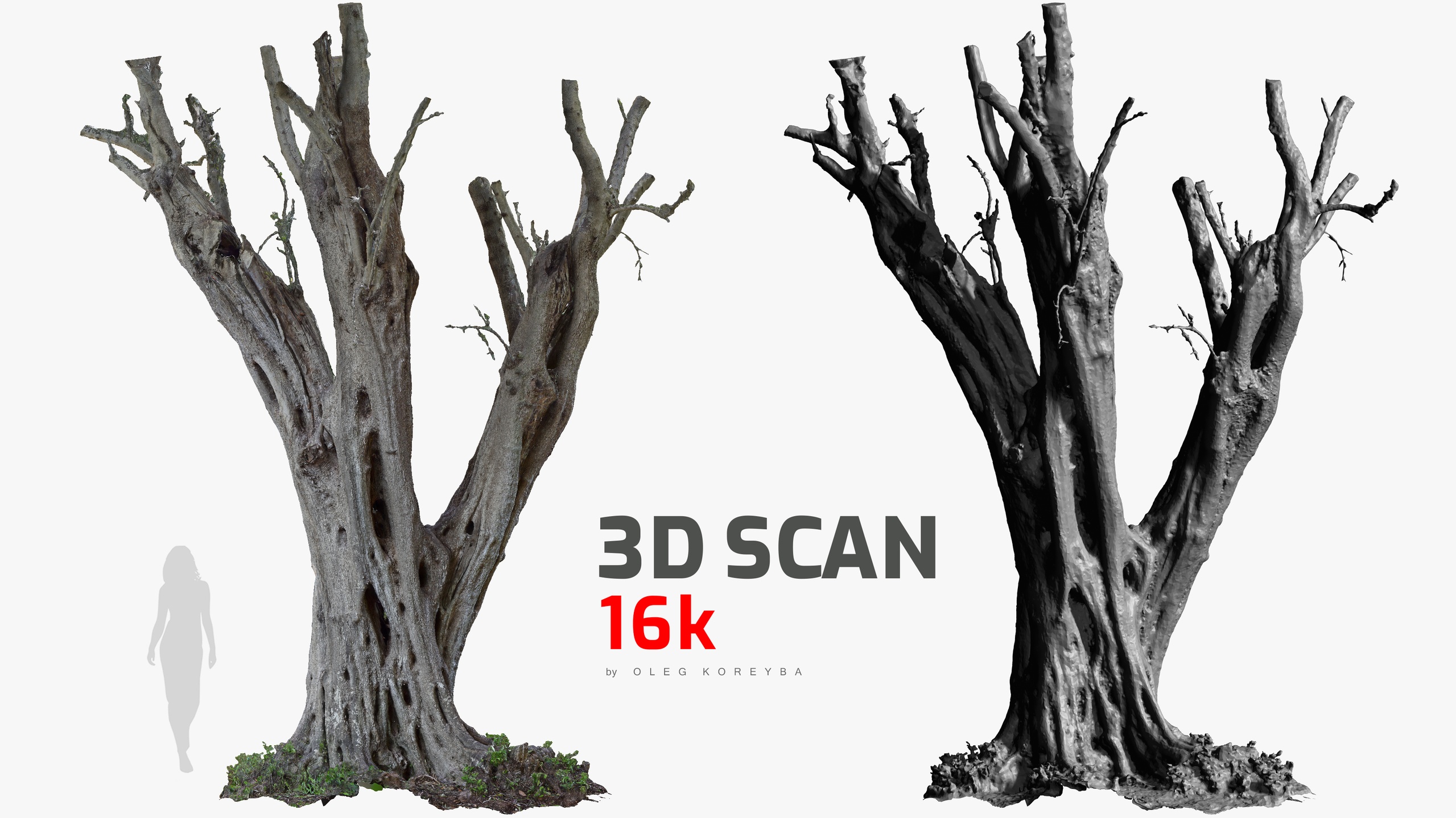 Media 1 for listing Olive Tree #10 RAW 3D Scan 1x16k Texture OBJ