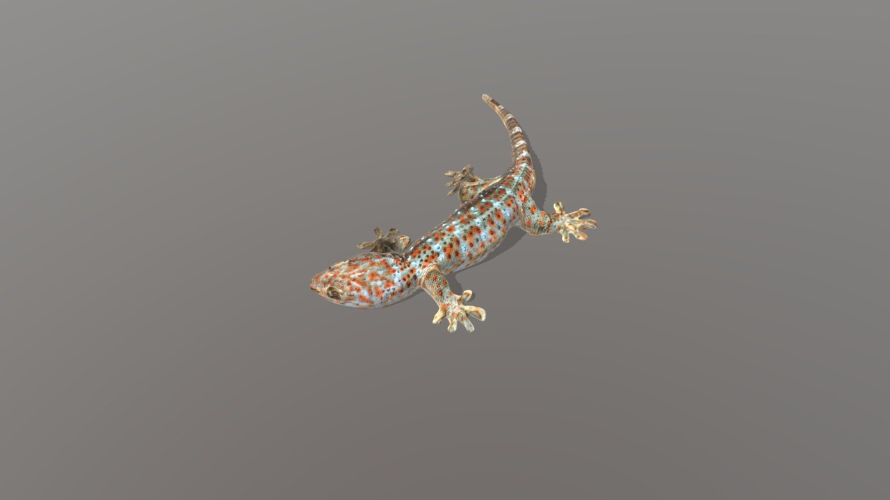 Media 1 for listing GECKO GECO