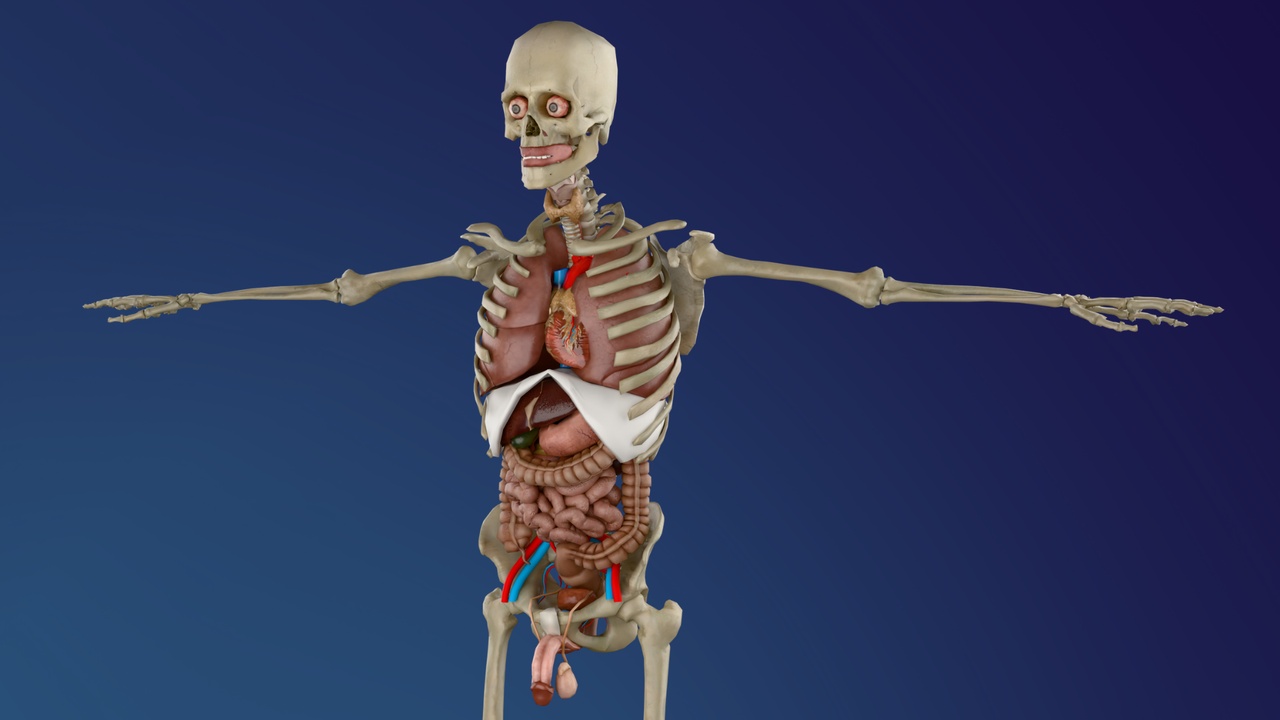 Media 1 for listing Complete Male Human Anatomy Rigged Low Poly (3D Model)