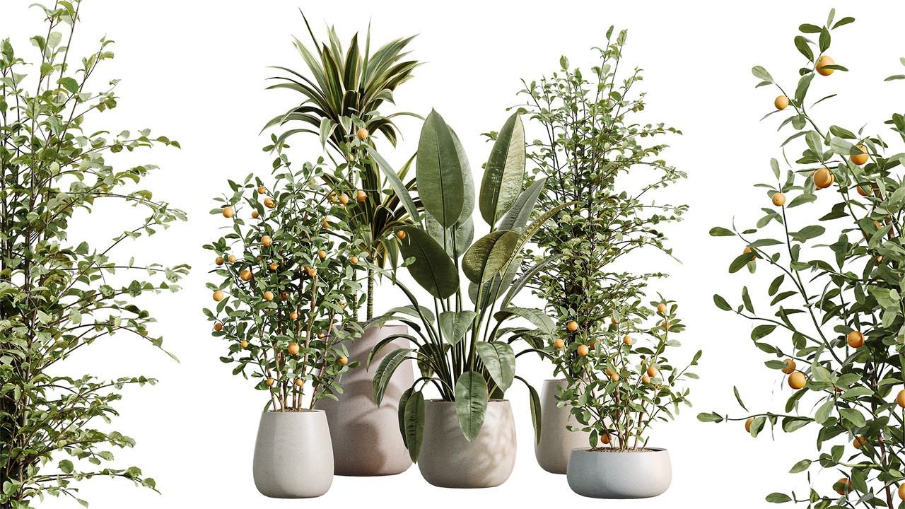 Media 1 for listing AV Indoor Plants Set 610 Orange Tree Ficus Alnus Glutinosa Lemon Lime