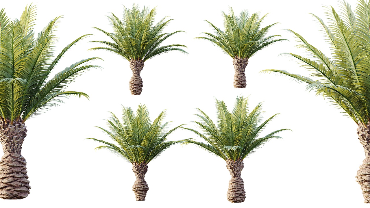Media 1 for listing AV Plant Phoenix Canariensis Palm Tree 03