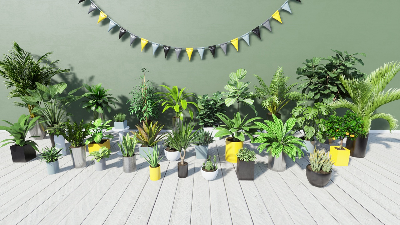 Media 1 for listing Tropical House Plants
