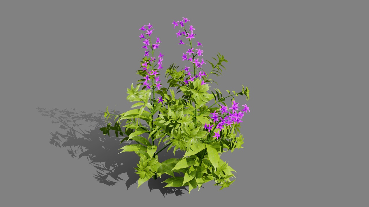Media 1 for listing North American Wildflowers 02